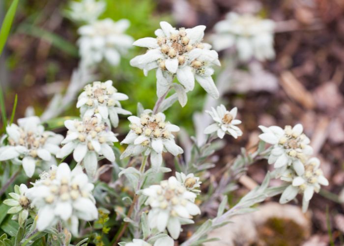 Pflanzliche Stammzellen als Anti-Aging Methode
