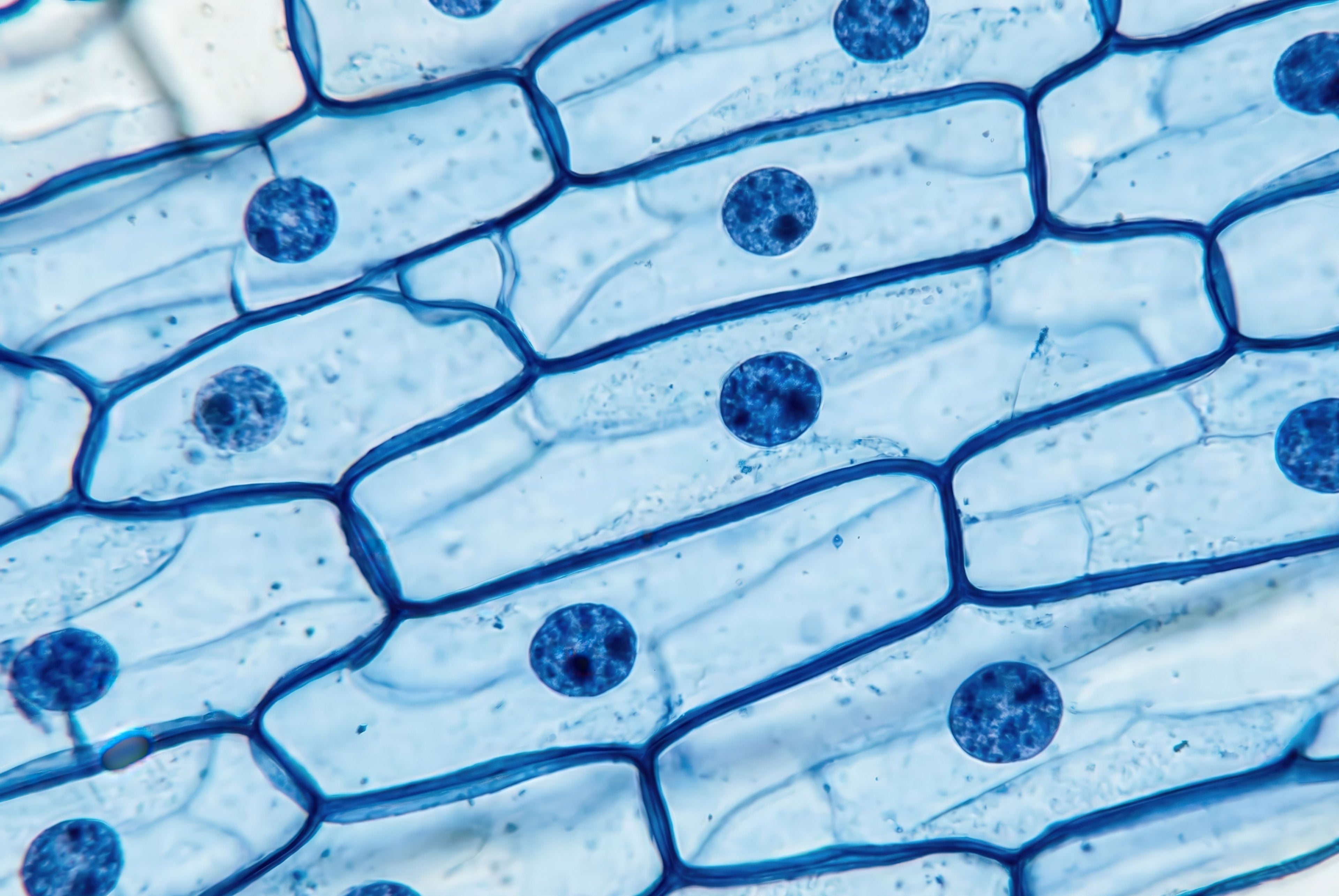 Exosomen in der Kosmetik – Die neue Generation wirksamer Hautpflege