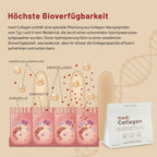 medigevity - medi Collagen Kollagenpulver