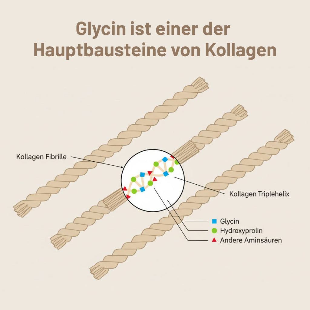 Diagramm der Kollagenstruktur mit beschrifteten Fibrillen und Dreifachhelix. Farbige Symbole markieren Glycin (blaues Quadrat), Hydroxyprolin (grüner Kreis), andere Aminosäuren (rotes Dreieck). Der deutsche Text erklärt die Rolle des Glycins. Zugehöriges Produkt: medigevity - medi Glycin Pulver.